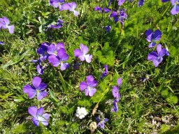 pense des alpes-a - 21/05/2020 -Vallon Combeau, Vercors (Drôme)